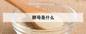 ​酵母是什么意思（关于酵母的介绍）