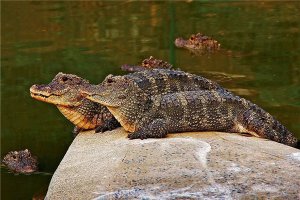 ​扬子鳄：保持着古生物的特征（被誉为活化石）