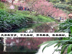 ​夹岸数百步的数什么意思（夹岸数百步的数的意思）