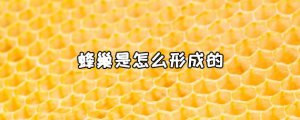 ​蜂巢是怎么形成的 蜂巢的作用是什么
