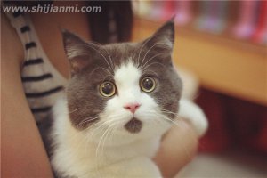 ​黄油猫悖论：绑着黄油的猫咪永远着不了地(无法实现)