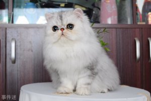 ​金吉拉的优缺点：优点外貌甜美又高贵(缺点身体脆弱易生病)
