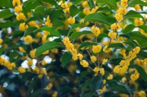 ​桂花树属于什么植物（桂花树是什么植物类型）
