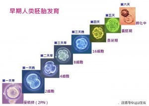 ​什么是胚胎发育过程（一起过来科普一下）