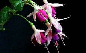 ​想养花？花卉都有哪些类型？