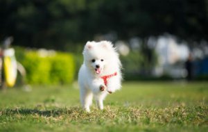 ​女生适合养的宠物狗推荐 几个适合女性饲养的宠物狗