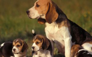​比格犬多少钱一只？比格犬如何喂养？