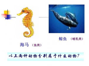 ​海马和鲸鱼哪个是鱼（为什么说海马是鱼类）