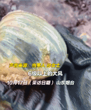 ​女子捡到松花蛋结果大吃一惊（女子海边捡到天鹅蛋）