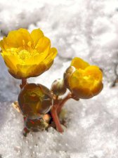 ​冰凌花是一种什么花（冰凌花介绍）