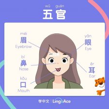 ​五关是指脸上哪五关(五官是指哪五个部位)