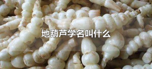 ​地葫芦学名叫什么（地葫芦的学名是什么）