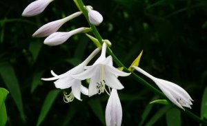 ​玉簪花的简介-玉簪花怎么养殖？