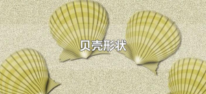 ​贝壳形状（贝壳有几种形状?分别是什么?）