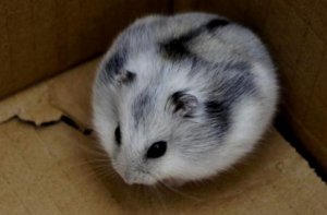​一线仓鼠怎么养？一线仓鼠的喂食要点