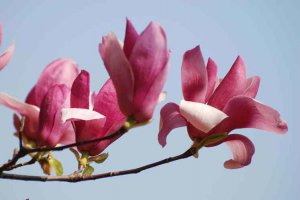 ​玉兰花的特点是什么（玉兰花有什么特点）