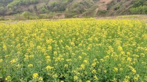 ​油菜花开的季节是什么季