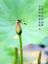 ​早有蜻蜓立上头的前一句是什么（早有蜻蜓立上头原文及译文）