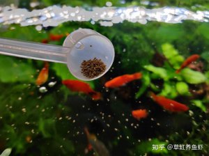 ​鱼食喂多了到底怎么办（鱼如果喂太多食物怎么办?）
