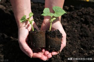 ​春季蔬菜育苗方法（瓜果蔬菜春季育苗时）