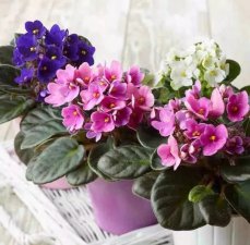 ​春季开花的十大名花（这十种花几乎一年四季都开花）