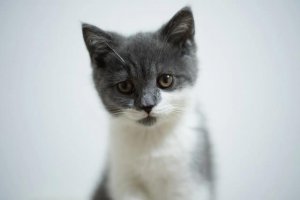 ​宠物猫走丢怎么找（猫丢了怎么找爱宠物救援队分享找猫方法大全建议收藏）