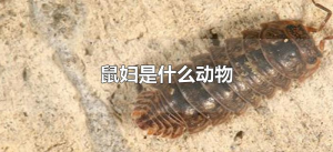 ​鼠妇是什么动物（鼠妇属于哪类动物）