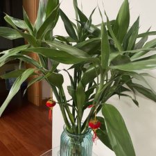 ​卧室里放什么植物比较好（净化空气又助眠的植物）