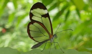 ​世界上漂亮又罕见的蝴蝶 宽纹黑脉绡蝶(神秘的生物)