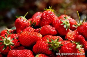 ​北京小汤山草莓采摘（来昌平乐乐草莓采摘园）
