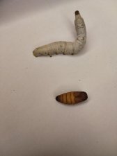 ​蚕结茧后几天可以取蛹（蚕结茧后取蛹时间）