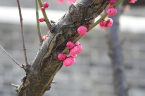 ​犹有花枝俏的犹的意思（犹有花枝俏原文及翻译）