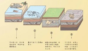 ​化石是怎么形成的（化石形成过程）
