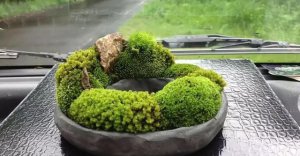 ​怎么用土豆做苔藓,土豆粉在沙石上能种出苔藓植物吗