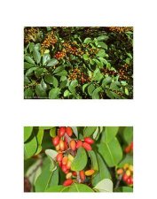 ​古柯主要种植在哪里,古柯主要种植在哪里北美洲南美洲亚洲非洲