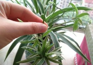​吊兰的养护，茉莉吊兰的养殖方法？