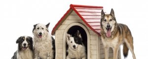 ​鹿犬怎么养 两个月大的小鹿犬怎么养