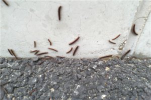 ​多脚幼虫：一种模拟蜈蚣形态的虫豸（长相很奇异）