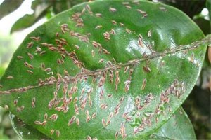​介壳虫：抗药本领强的害虫（生殖本领很兴旺）