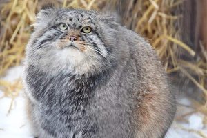 ​明显是猫科为什么喊兔狲 突厥语的音译（商定俗成的喊法）