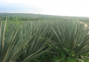 ​龙舌兰科植物有哪些？龙舌兰科植物名称大全