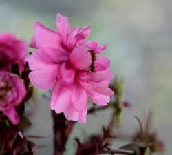 ​百般红紫斗芳菲的上一句,百般红紫斗芳菲的前一句是什么
