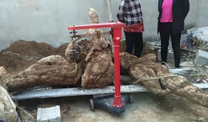​贵州老农养地牯牛（一株重达上百斤）