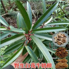 ​牛奶树根的功效与作用（牛奶树根的功效与作用有哪些）