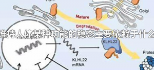 ​维持人体某种功能的稳态主要依赖于什么（人体功能的稳态有赖于什么）
