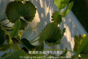 ​禁婚令原著小说在哪里可以看（推书遍地余情连翘宁可被蒋凤麟骗一辈子）