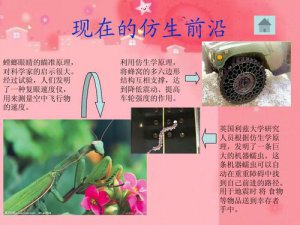 ​世界上有什么仿生学的东西（来自大自然的灵感）