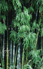 ​竹子是树还是草 为什么，竹子是树还是草屈原姓氏？