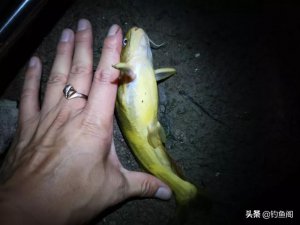 ​蚯蚓钓鱼正确的挂钩方法（讲一讲野钓神饵）