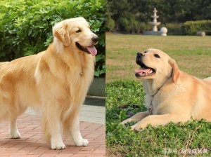 ​拉布拉多犬和金毛犬的区别（拉布拉多犬VS金毛）